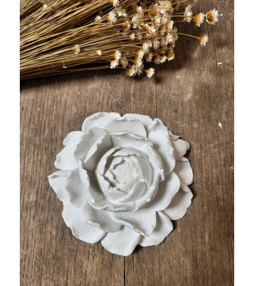 belle fleur de Pivoine...